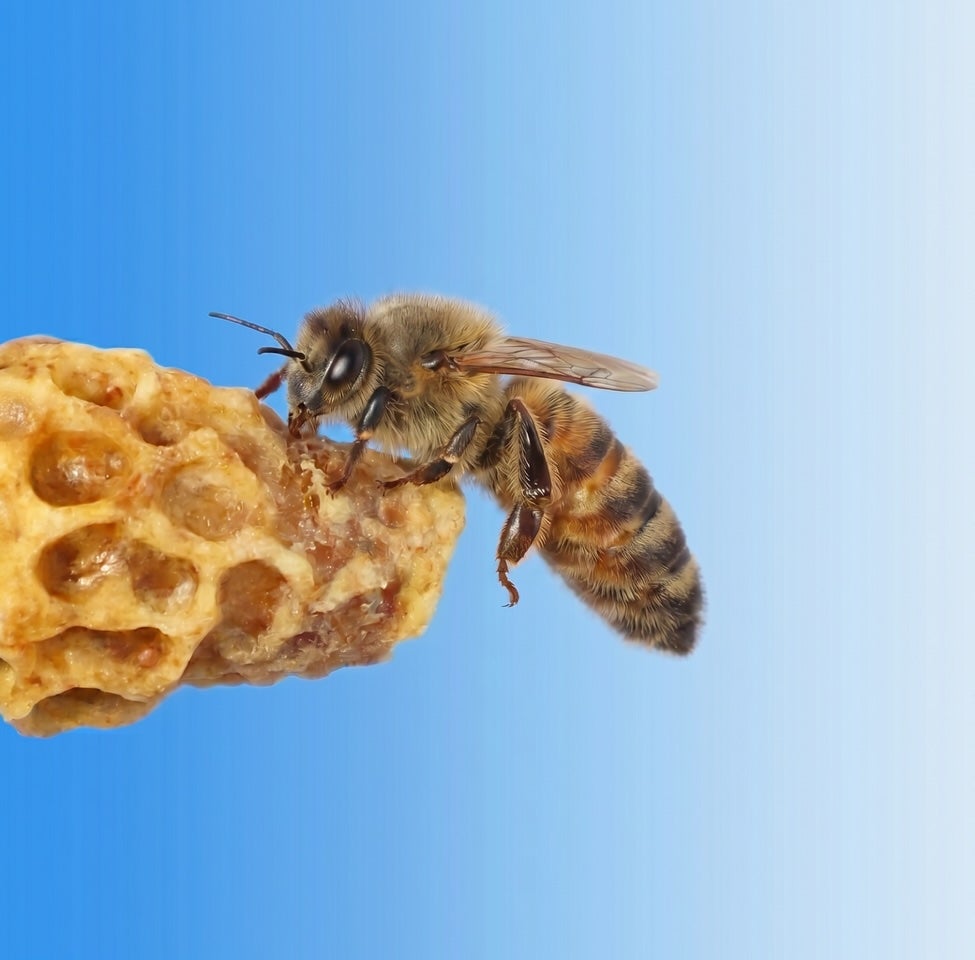 How honeybees really crown their queens | UCR News