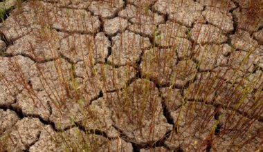 A close up of dry, cracked dirt with some small plants growing in it.