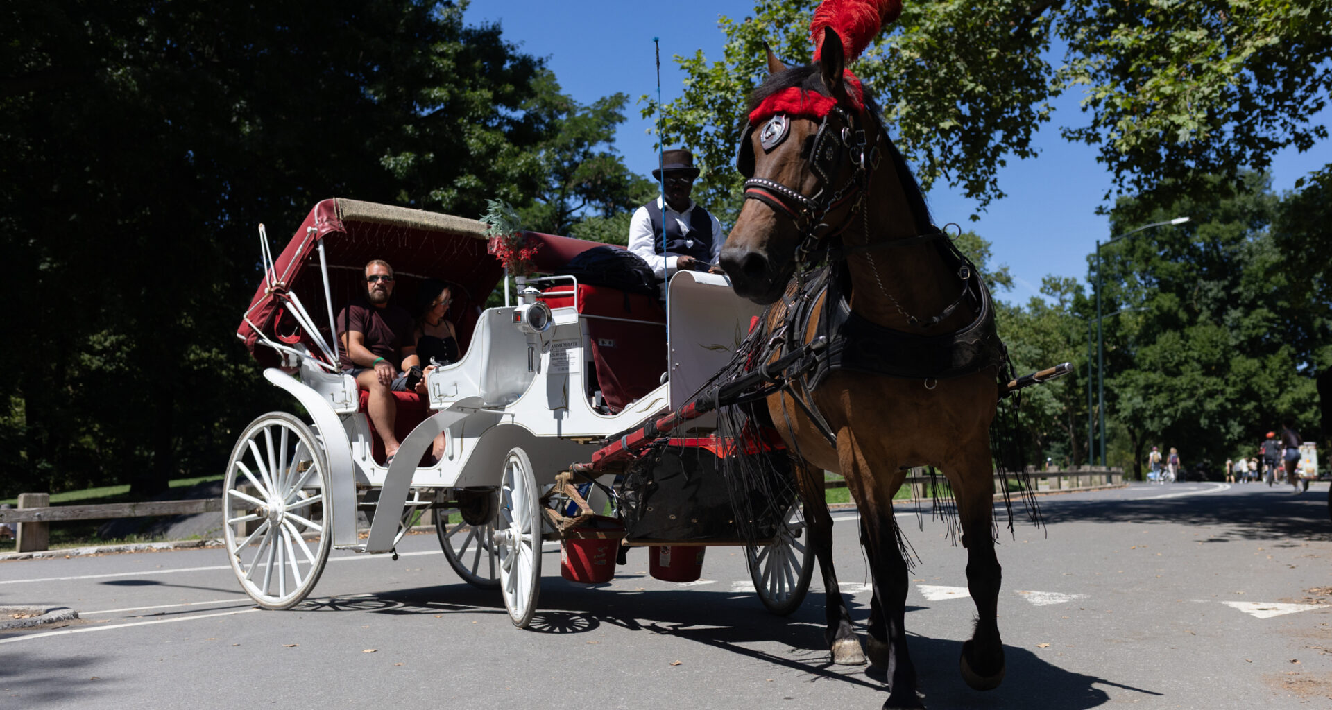 Last Roundup? NYC Council Hearing Set Over Central Park Horse Carriage Ban