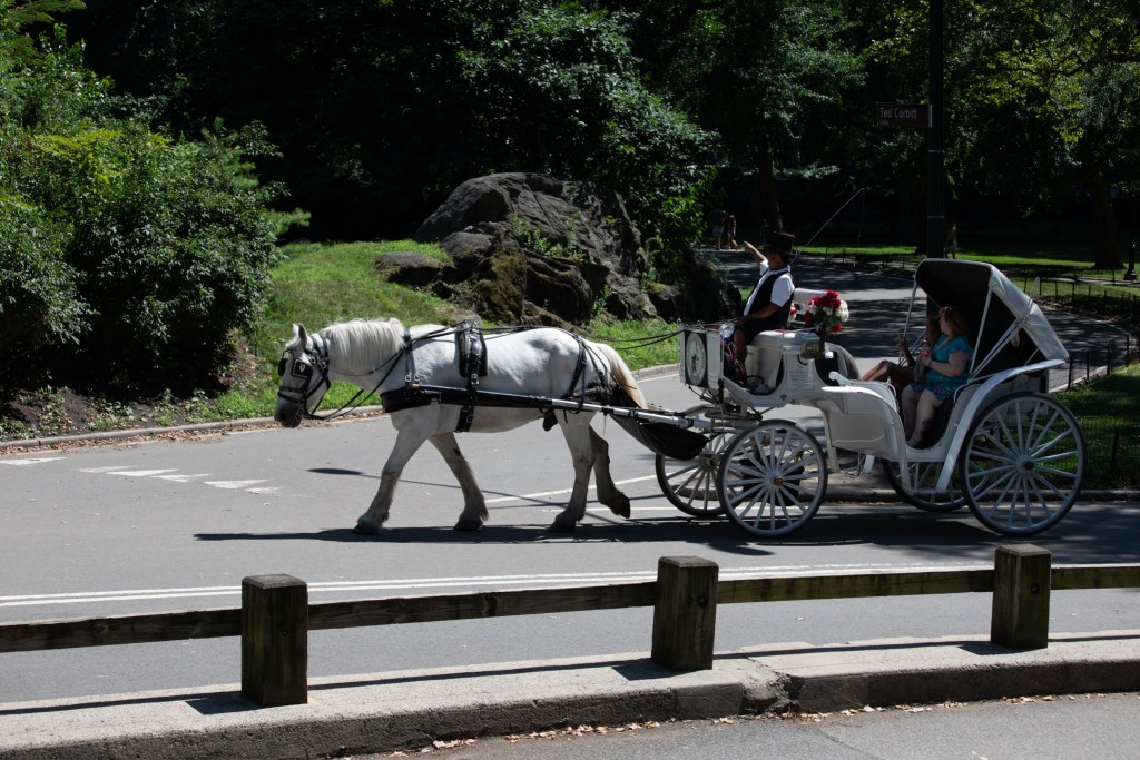 A carriage horse works in Central Park,