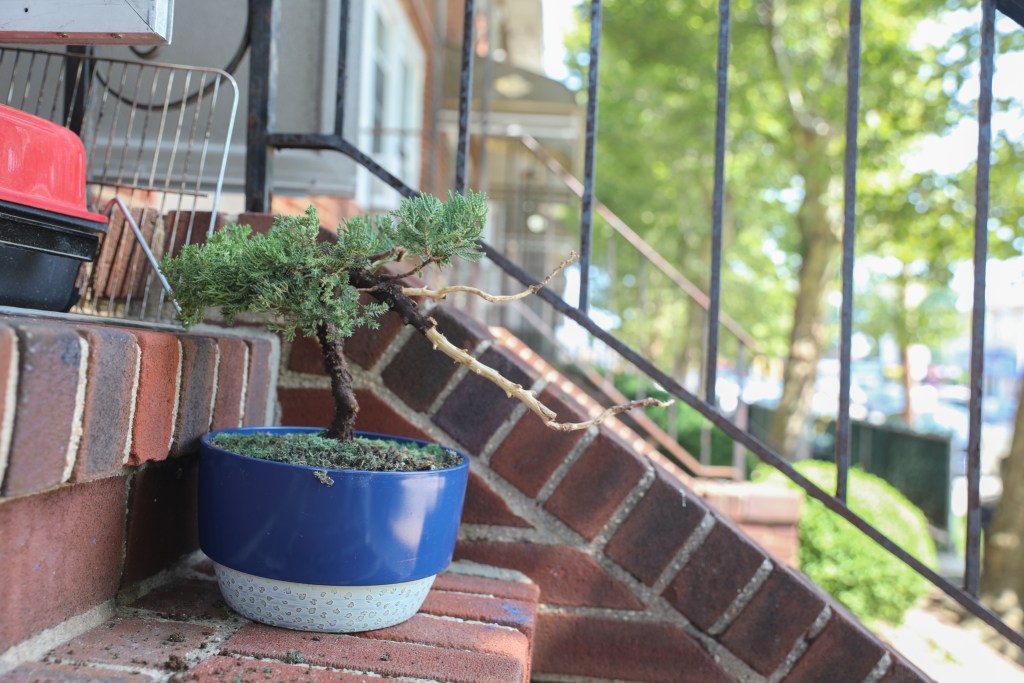 A bonsai tree sits on a stoop on a New Dorp, Staten Island residential house.