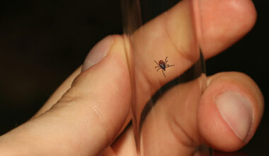 People are mailing bloodthirsty ticks to a New York lab » Yale Climate Connections