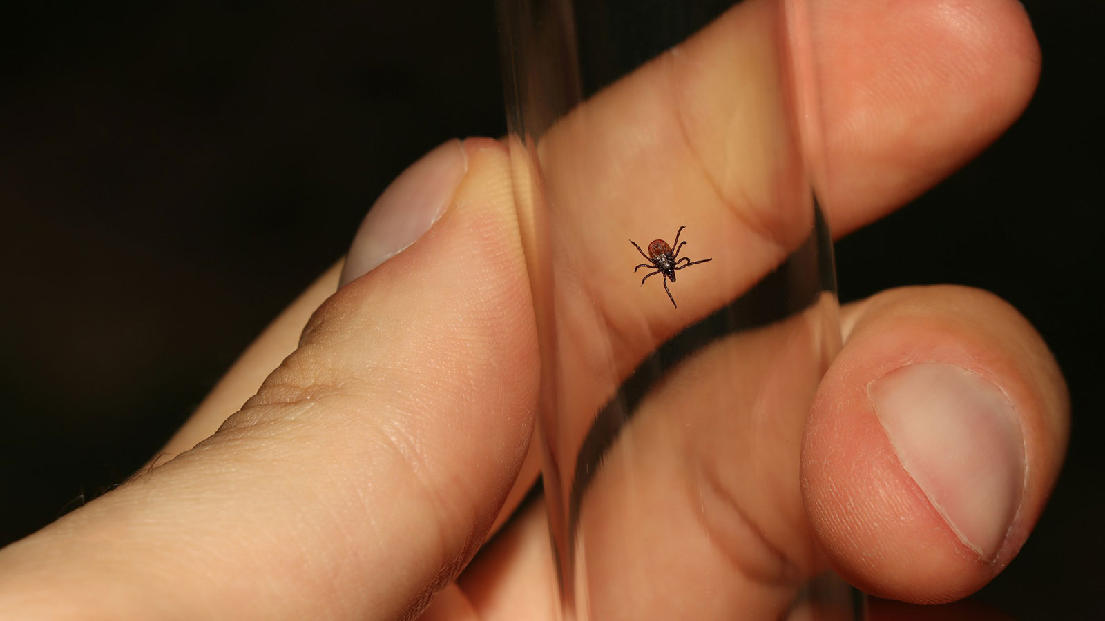 People are mailing bloodthirsty ticks to a New York lab » Yale Climate Connections