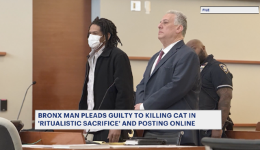 News 12 | Brooklyn | Bronx Man Agrees To 2 Year Prison Sentence In Cat Killing Case