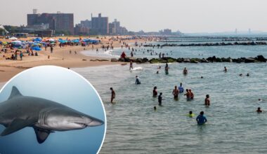 NYC shark sightings are up in 2026 — experts think they know why
