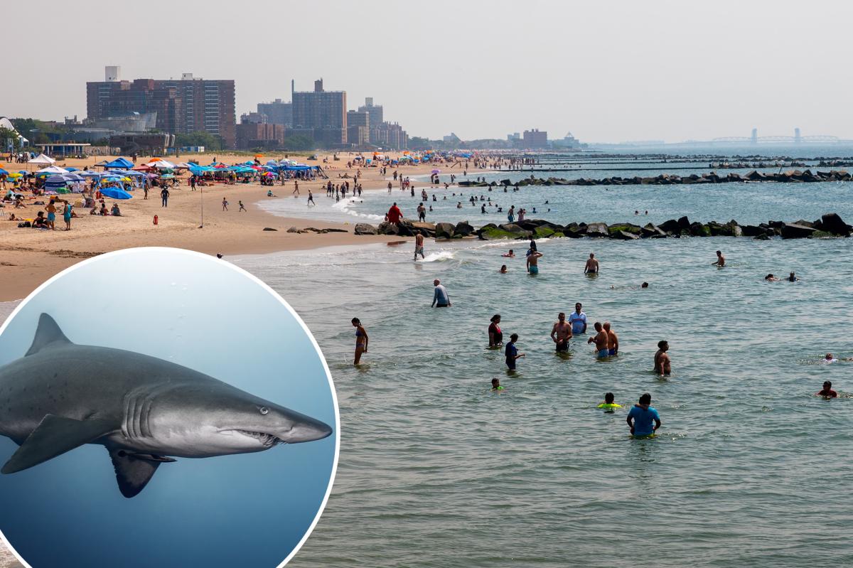 NYC shark sightings are up in 2026 — experts think they know why