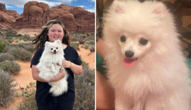 Owner demands $3M after vet ignores dogs while she died during labor