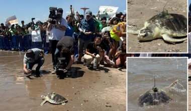 Super rare sea turtle returns to NYC waters after injury in shell yeah moment