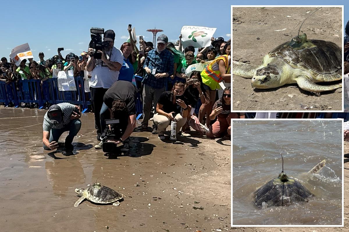 Super rare sea turtle returns to NYC waters after injury in shell yeah moment
