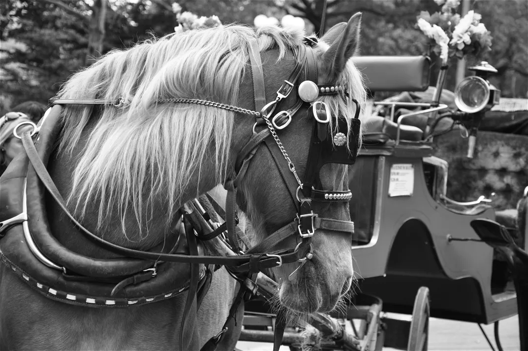 15 - Horse-drawn carriages have operated in the park since it opened in 1858.