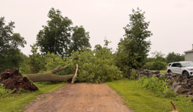 Storms knock down trees and powerlines across Vermont, New York
