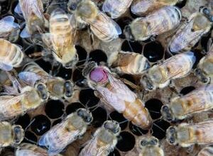 Honeybee queens push pesticides to eggs to protect themselves over their offspring