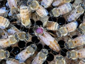 Honeybee queens push pesticides to eggs to protect themselves over their offspring