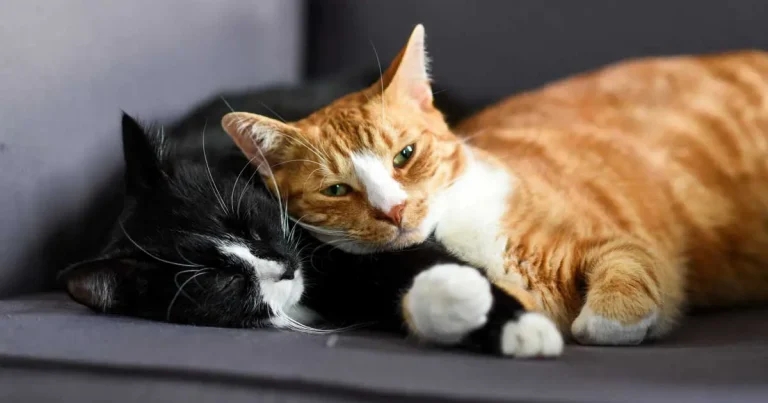 Brachycephaly welfare warning as study shows hiked dystocia cat risk