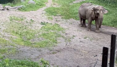 Bronx Zoo considers moving its last elephant to sanctuary