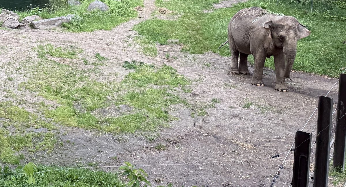 Bronx Zoo considers moving its last elephant to sanctuary