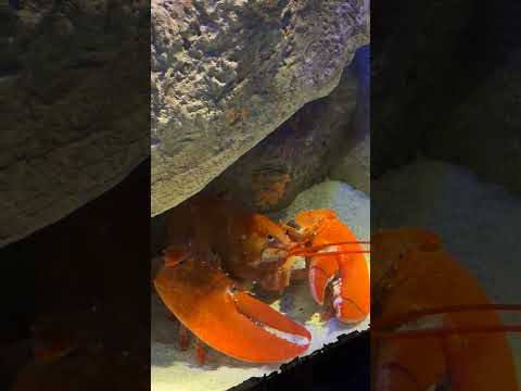 Luigi the lobster molts thumbnail