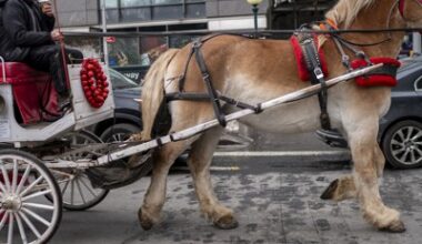 Opinion: It’s time to say ‘neigh’ to a dangerous anachronism