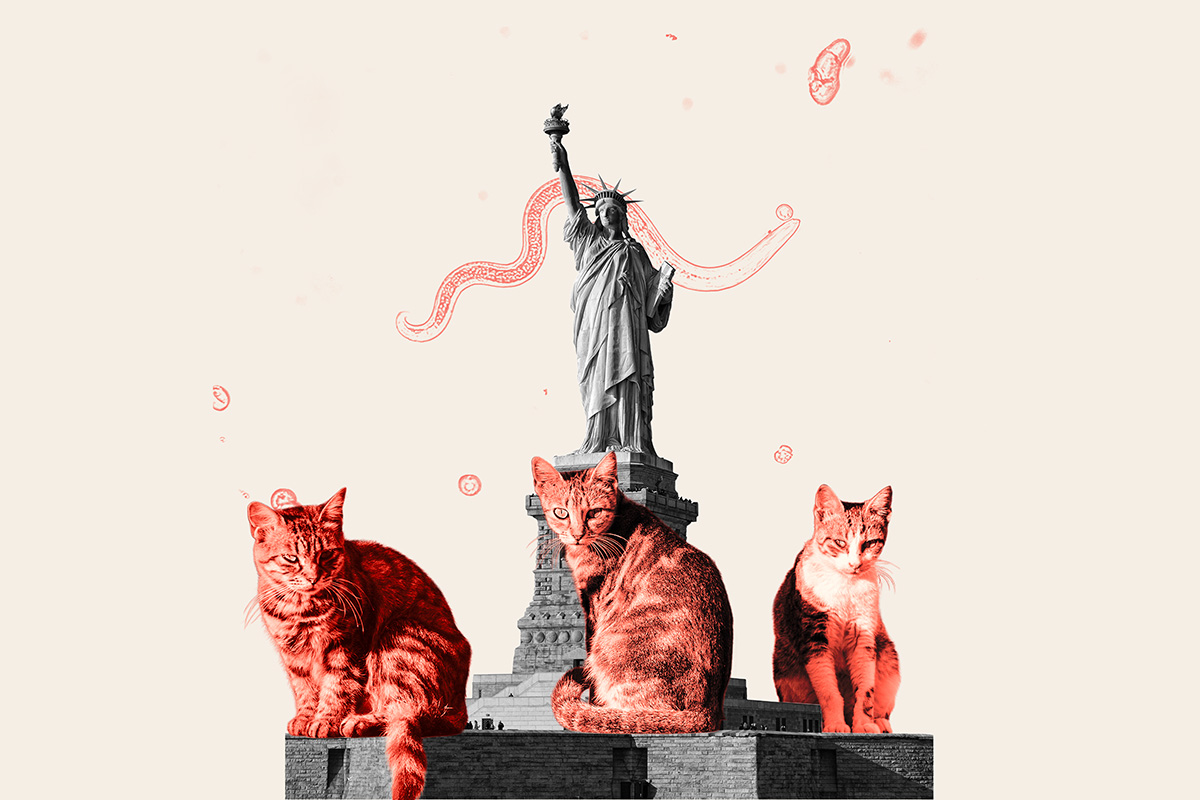 NYC Stray Cats Found Carrying Parasites Linked to Serious Human Illness