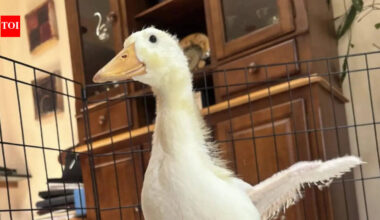 Meet Rudy: A smart duckling who aided her own rescue in a Brooklyn park by chasing humans every day |