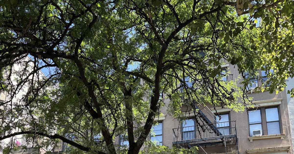 EV Grieve: On tonight's CB3-SLA docket: Applicants for 13 E. 1st St., 41 St. Mark's Place, and more!