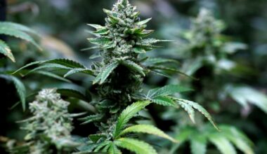 Cannabis Honestly initiative aims to educate New York youth