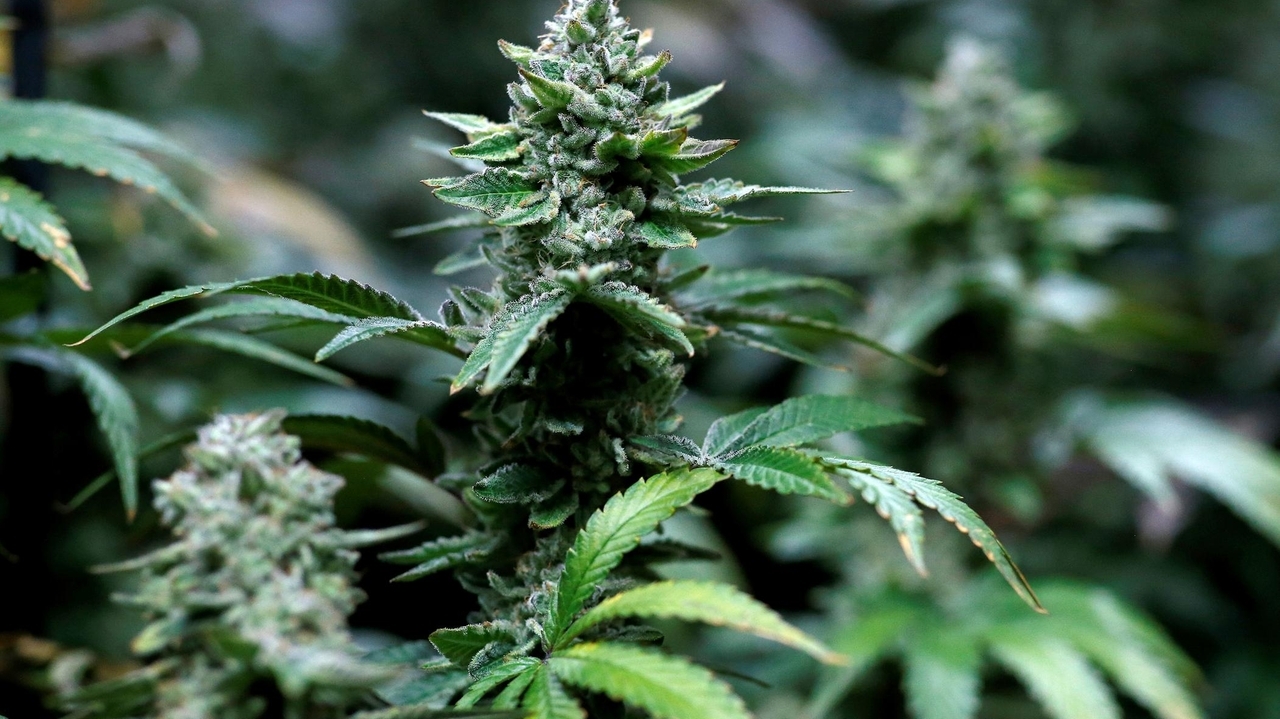 Cannabis Honestly initiative aims to educate New York youth