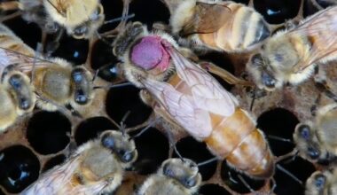 queen bee marked