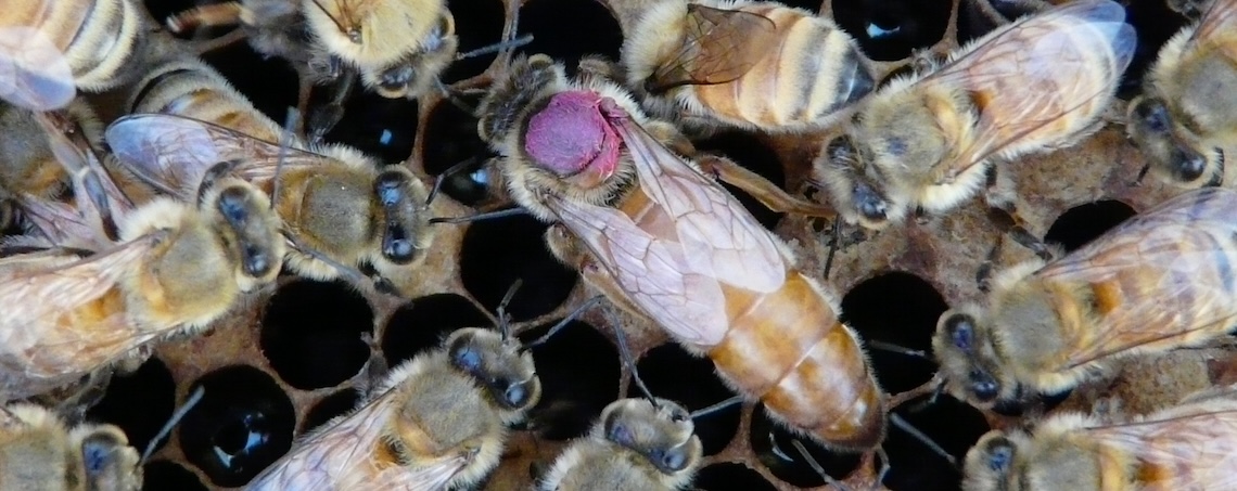 queen bee marked