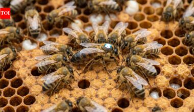 Long live the honey queen: Why the honeybee queen live 8 years longer than the Worker Bees |