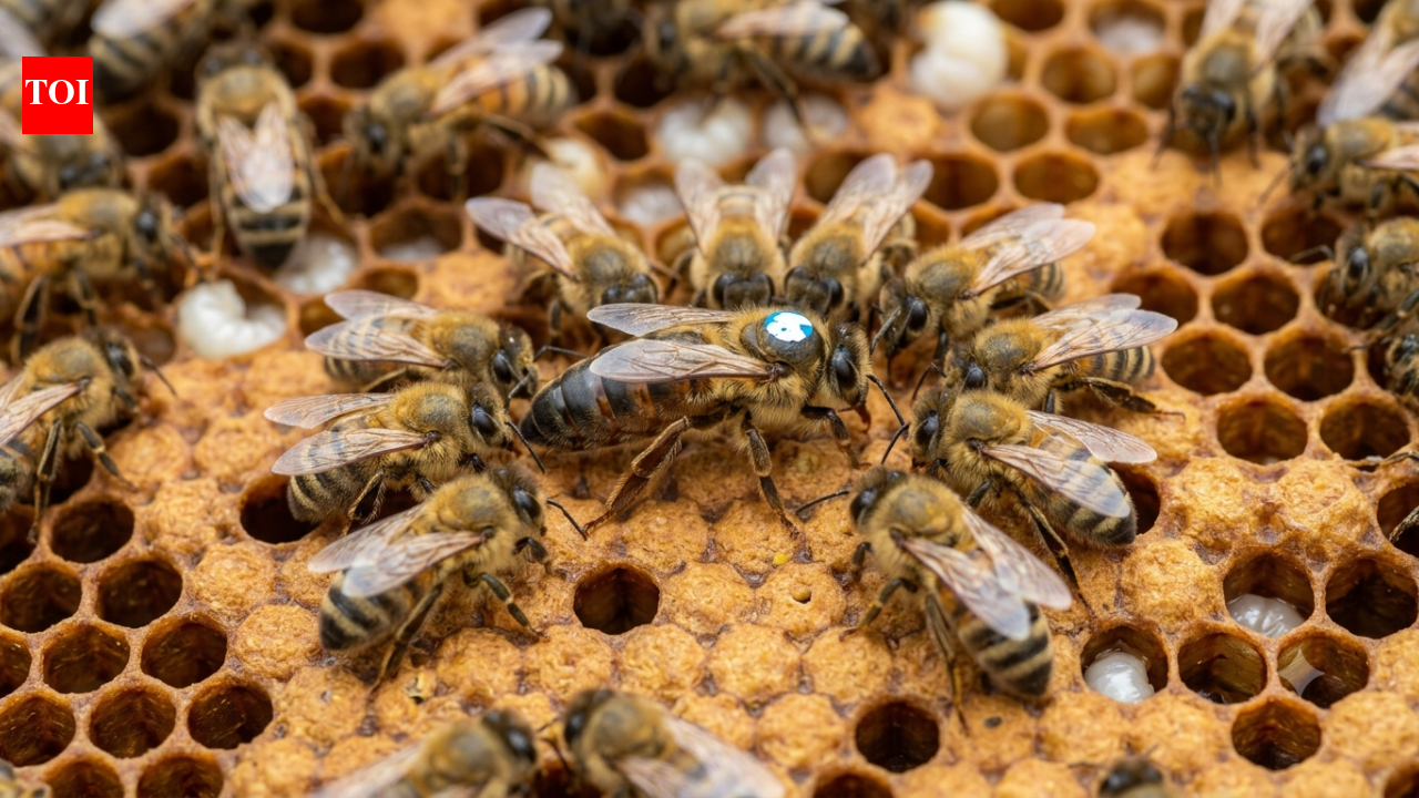 Long live the honey queen: Why the honeybee queen live 8 years longer than the Worker Bees |