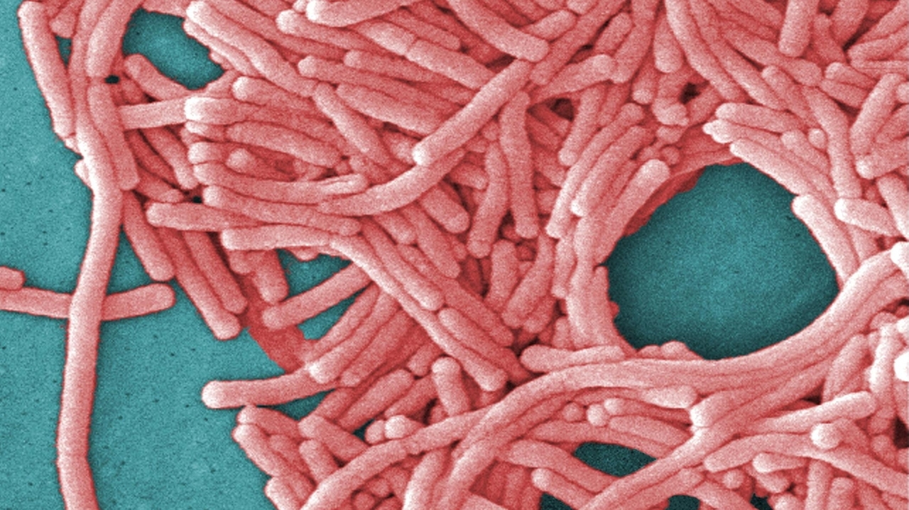 Legionnaires' disease outbreak in NYC prompts cleaning of cooling towers