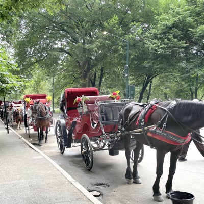 Opinion: It's time to end horse-drawn carriages in New York City