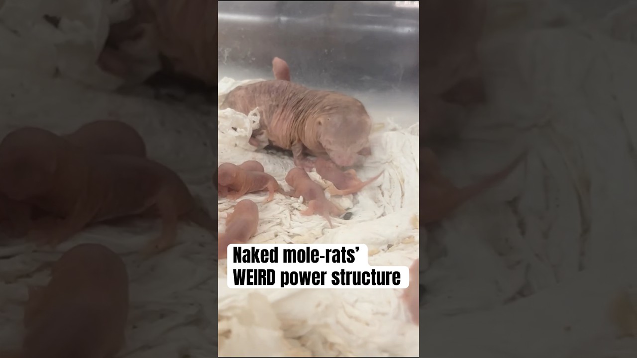 Naked mole-rat queens' secret sauce