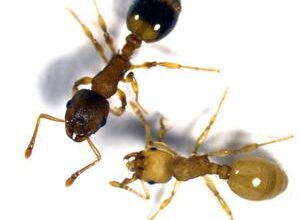 Tapeworm makes ants live longer