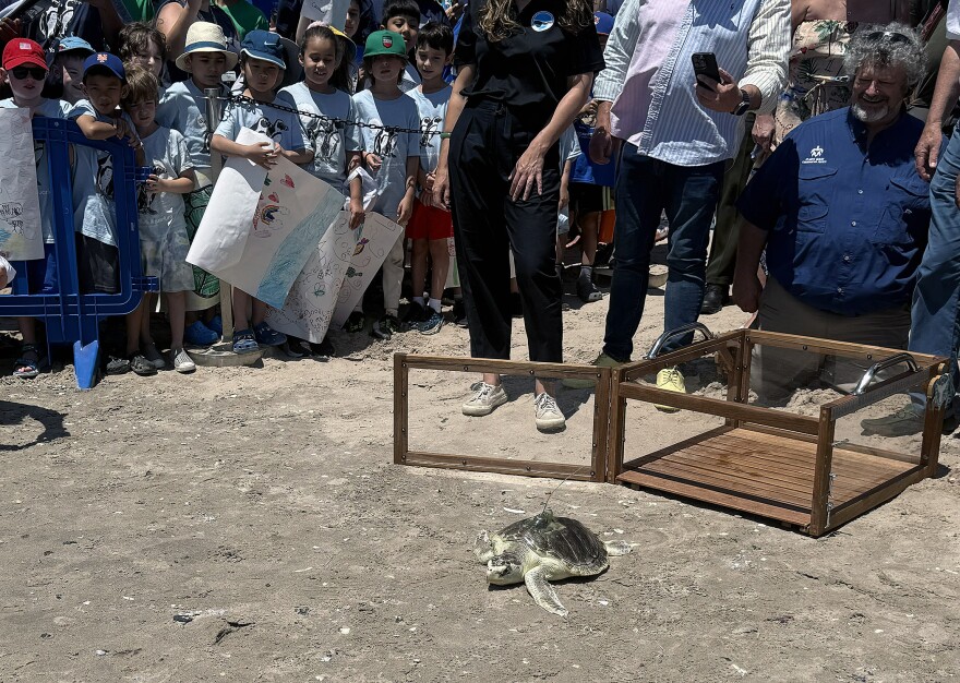 A turtle walks down a beach as people look on