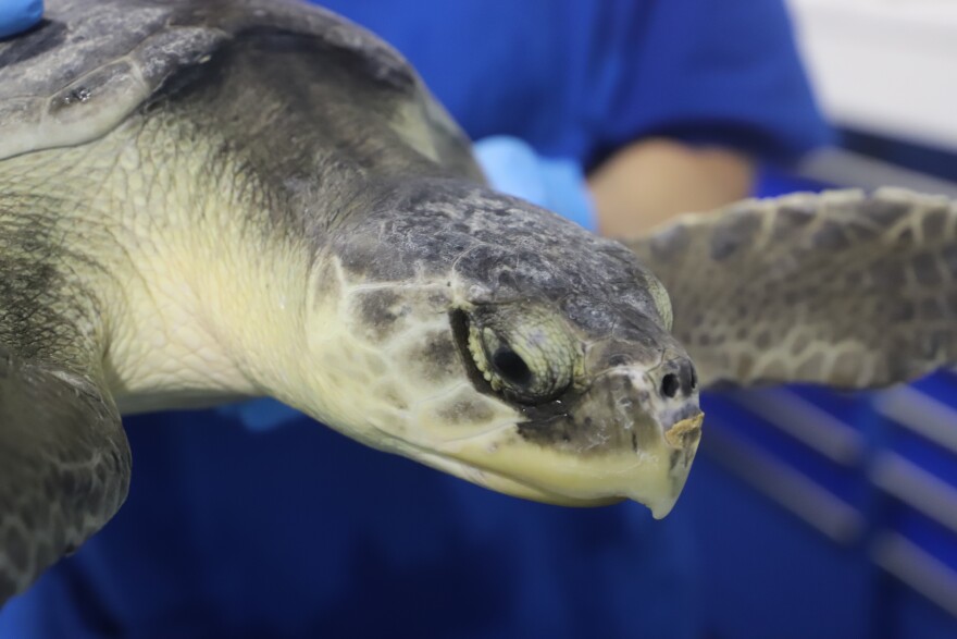a close-up shot of a Kemp's ridley sea turtle's head