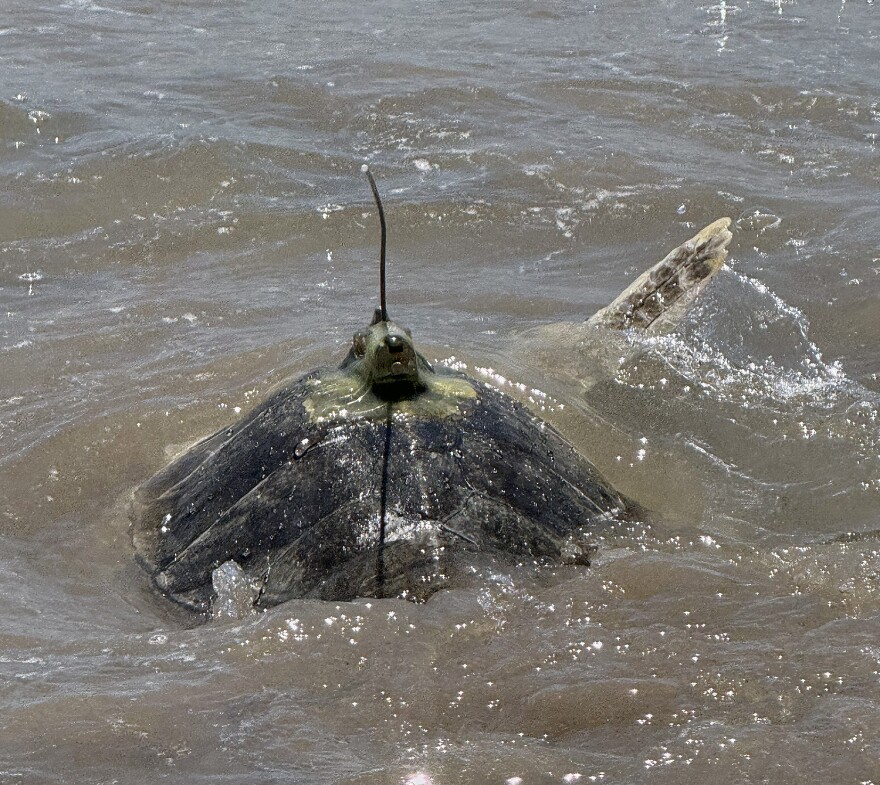 A turtle swimming with a fin raised and a satellite tag attached to its shell