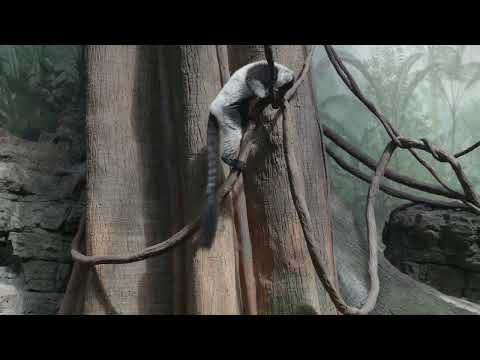Rare twin black-and-white ruffed lemurs at the Central Park Zoo thumbnail