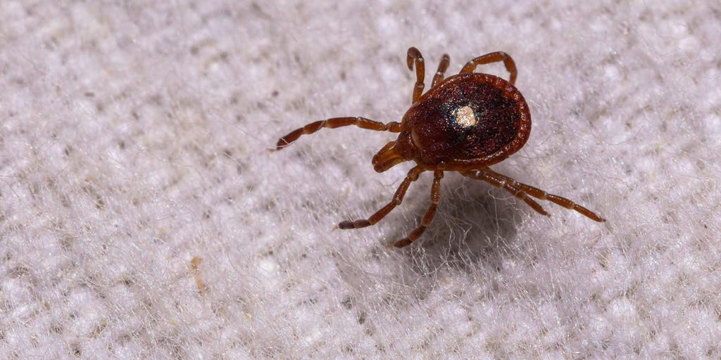 First case of rare tickborne Bourbon virus confirmed on Long Island