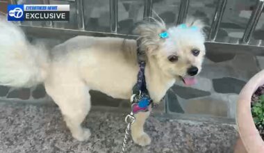 Brooklyn pit bull attack: Woman demanding action after 2 unleashed pit bulls mauled her dog to death