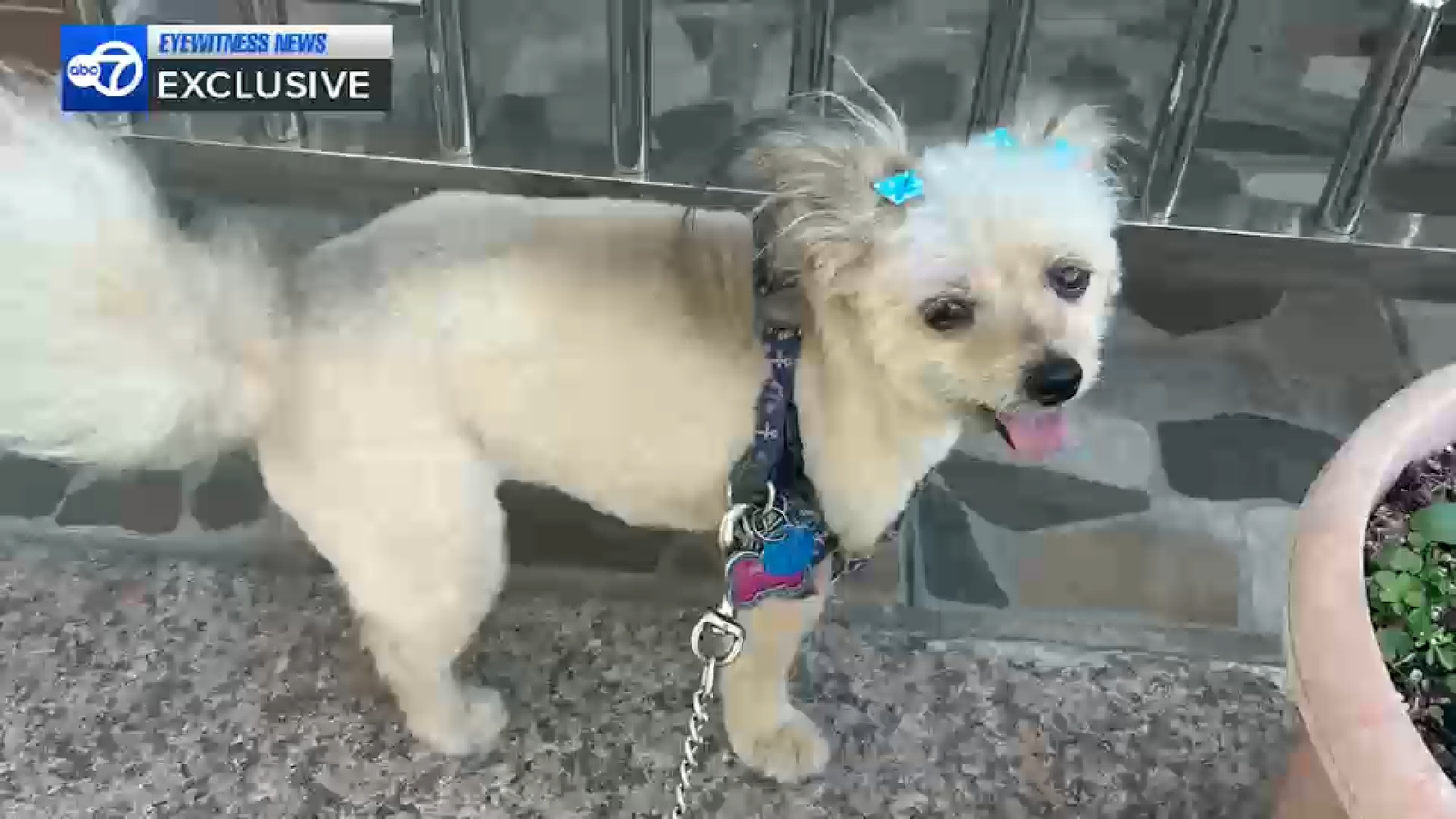 Brooklyn pit bull attack: Woman demanding action after 2 unleashed pit bulls mauled her dog to death