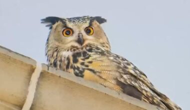 New documentary celebrates the life of Flaco the owl and those loved him