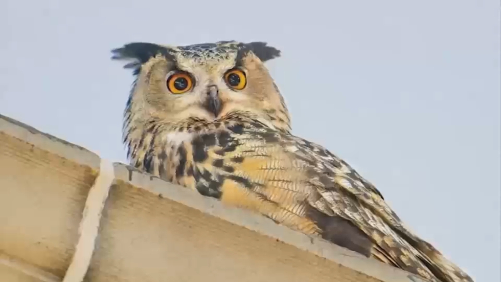 New documentary celebrates the life of Flaco the owl and those loved him