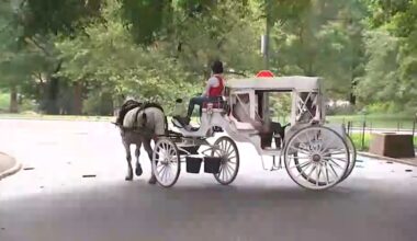 Stray voltage eyed in fatal Central Park horse carriage crash as investigation continues