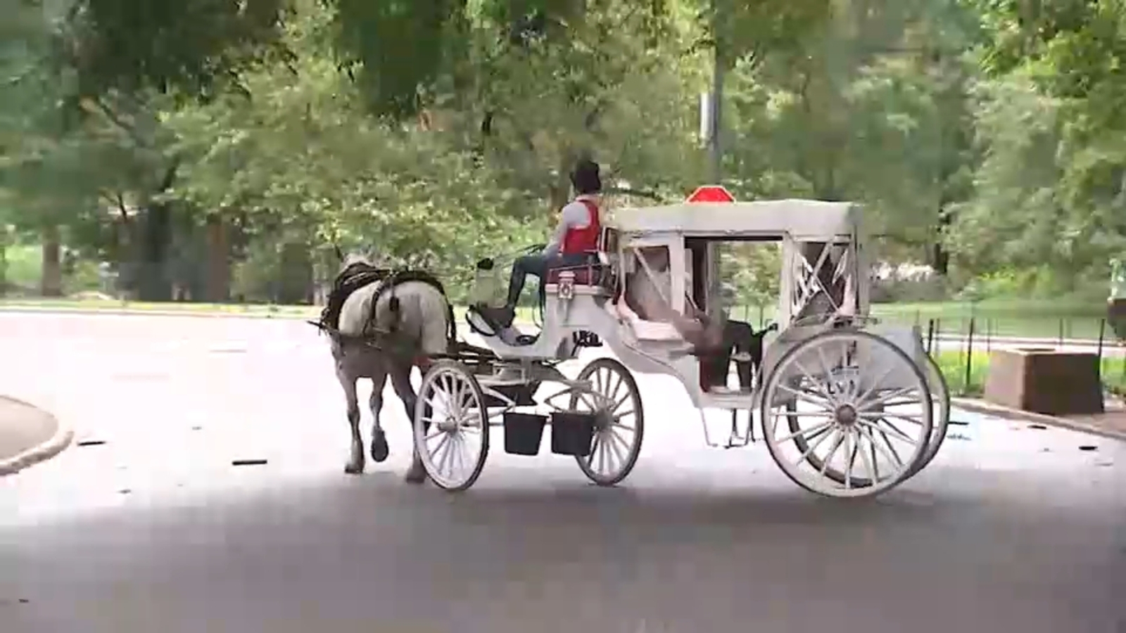 Stray voltage eyed in fatal Central Park horse carriage crash as investigation continues