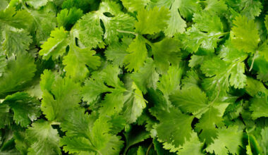 Before Lettuce Felled Thousands, a Cilantro-Linked Cyclospora Outbreak Sickened New Yorkers