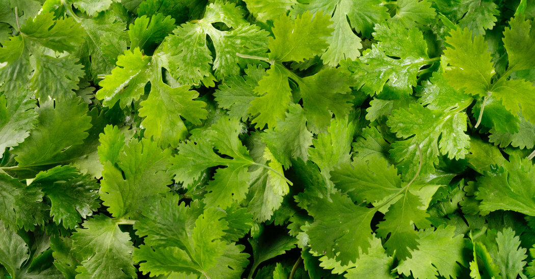 Before Lettuce Felled Thousands, a Cilantro-Linked Cyclospora Outbreak Sickened New Yorkers