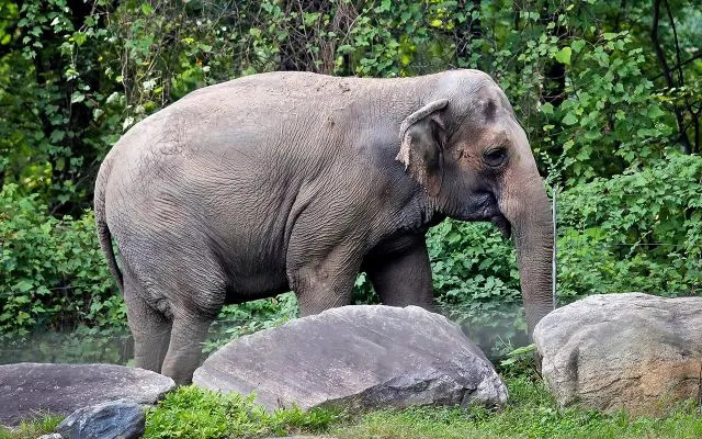 Bronx Zoo elephant “Happy” strolls inside the zoo’s Asia Habitat in New York on Oct. 2, 2018Credit: Bebeto Matthews/AP