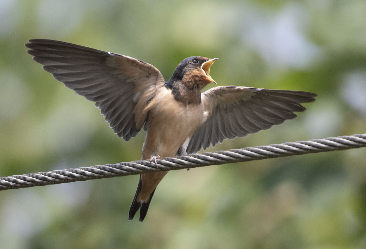 The birds of Brooklyn